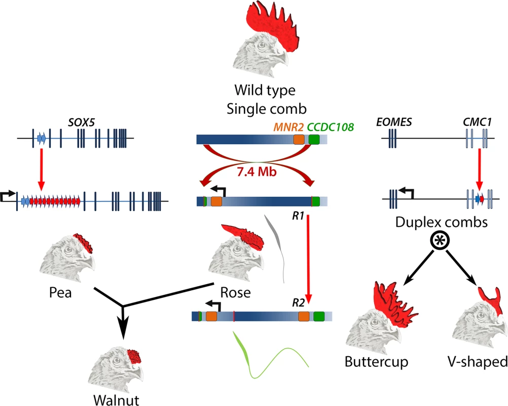 Major comb variants and their genetic basis.