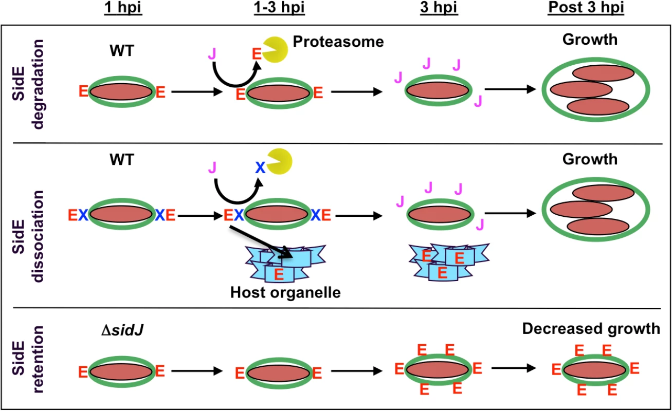 Model showing SidJ-mediated removal of SidE proteins from the <i>Legionella</i> containing vacuole (LCV).