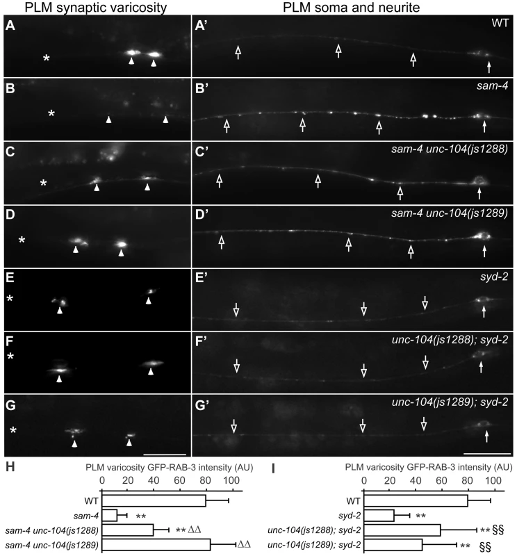 Gain-of-function <i>unc-104</i> motor mutations suppress <i>sam-4</i> and <i>syd-2</i> SV trafficking defects.