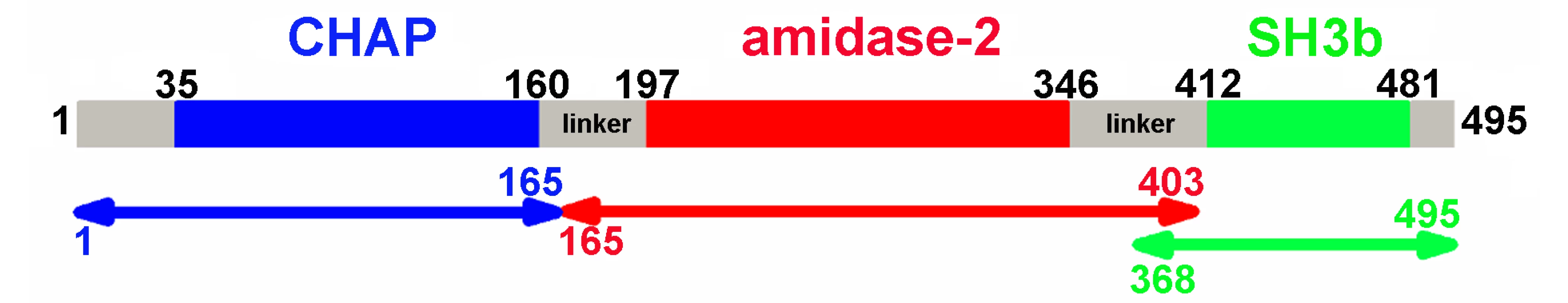 Domain organization of LysGH15.