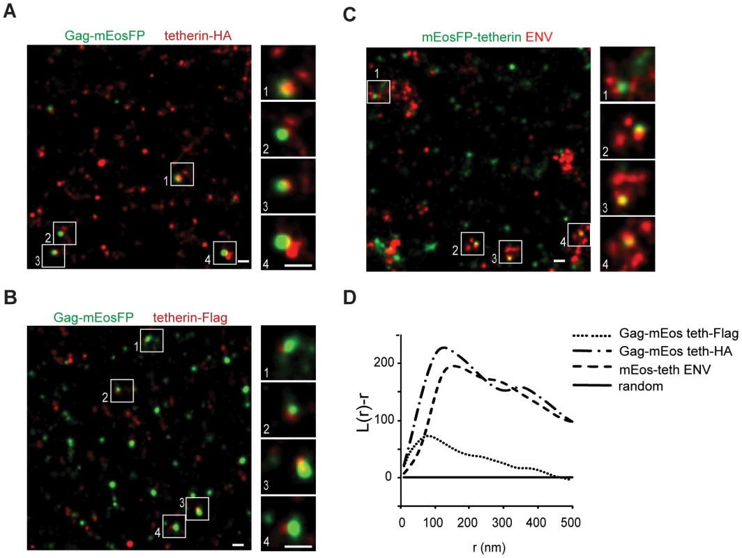 Single tetherin domains cocluster with HIV-1 budding sites.