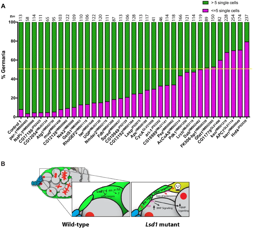 Further genetic analysis shows that reduced levels of several genes suppress the <i>Lsd1</i> mutant phenotype.
