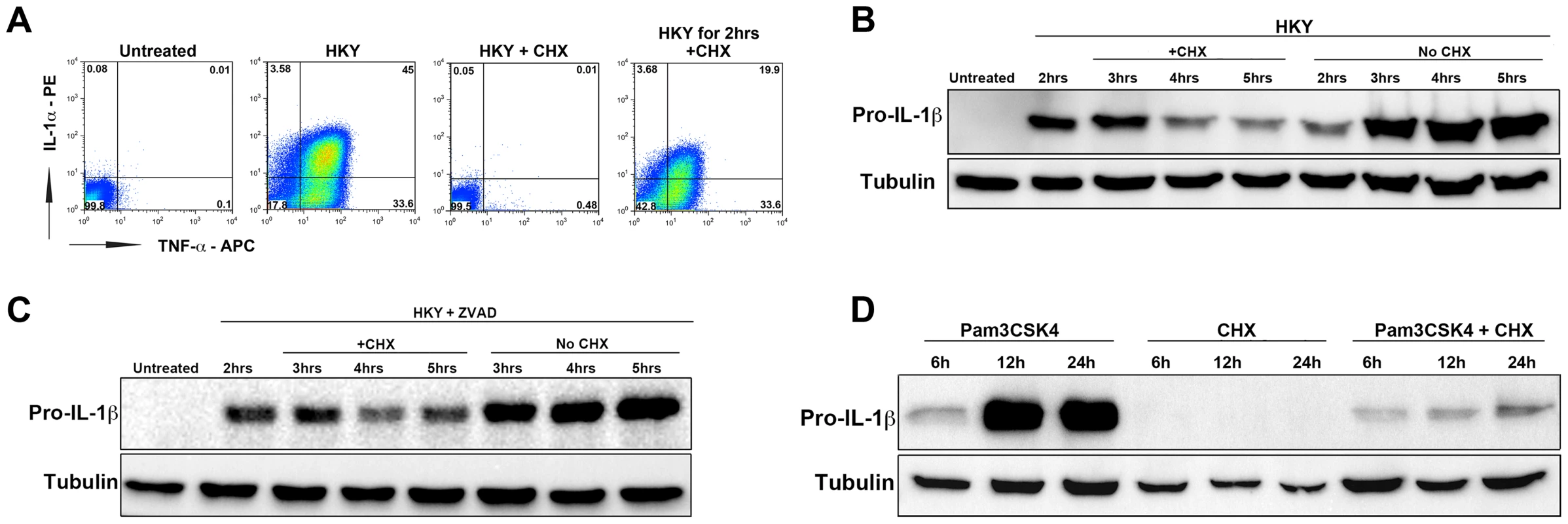 The elongation inhibitor cycloheximide blocks cytokine translation independent of cell death.