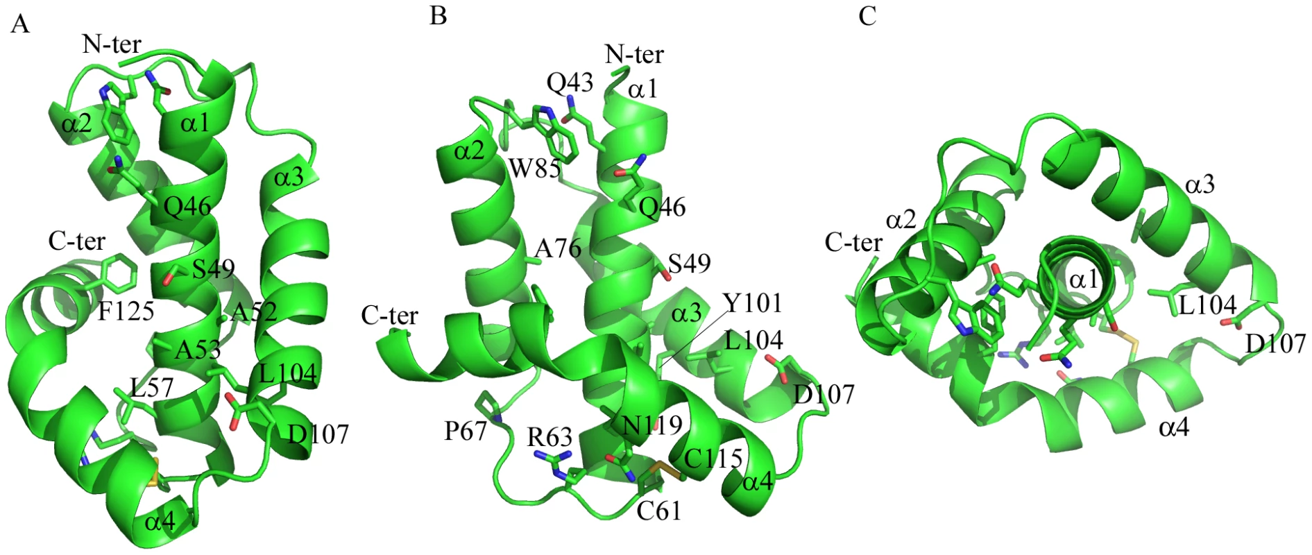 Structure of the pilotin.