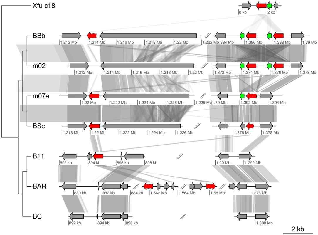 Gene order structures of the segment putatively coding for cholera toxin.