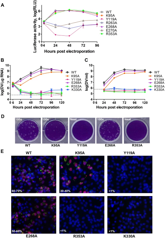 Replication profiles of NS5 interface mutants.