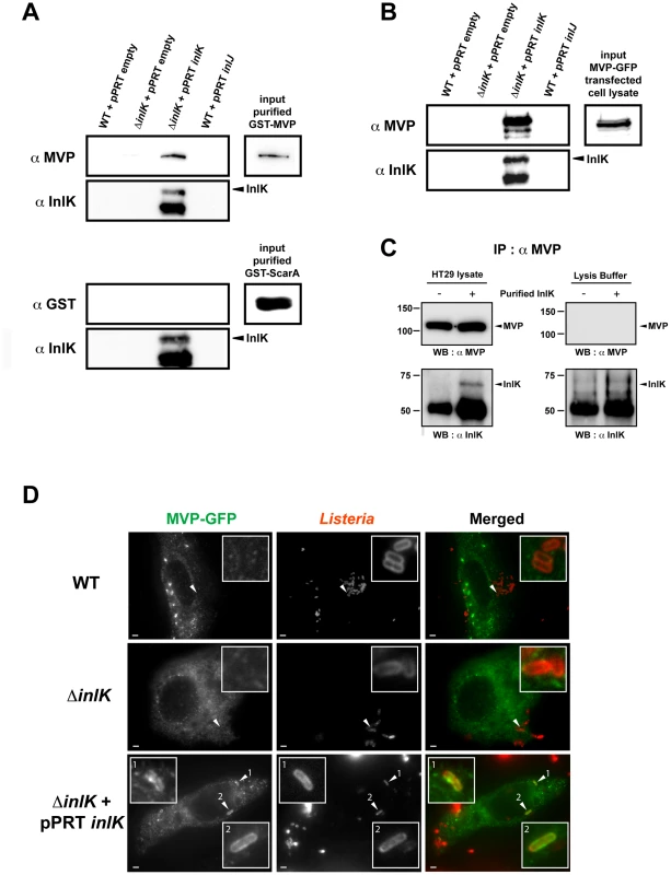 InlK interacts with the Major Vault Protein.