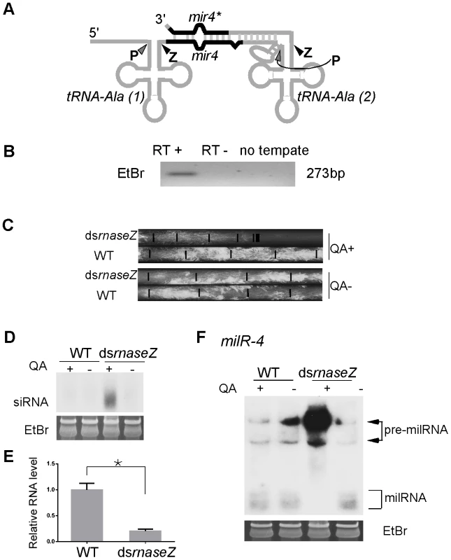 RNase Z is required for <i>milR-4</i> processing.