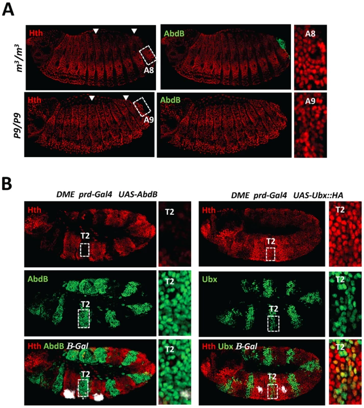 AbdB represses Hth expression.