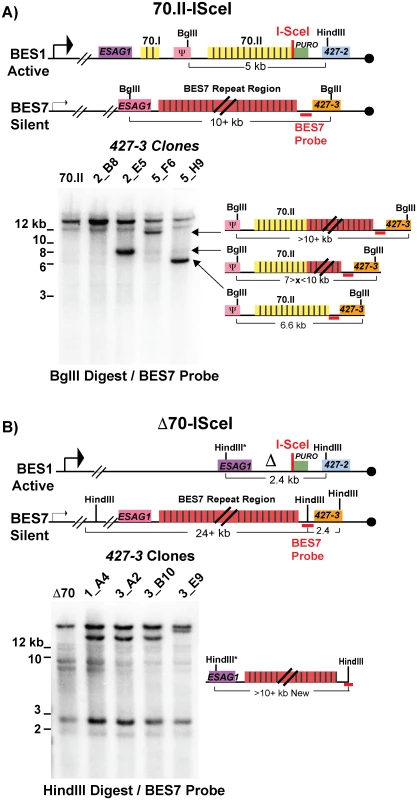 BES1 repeat content following GC with BES7.