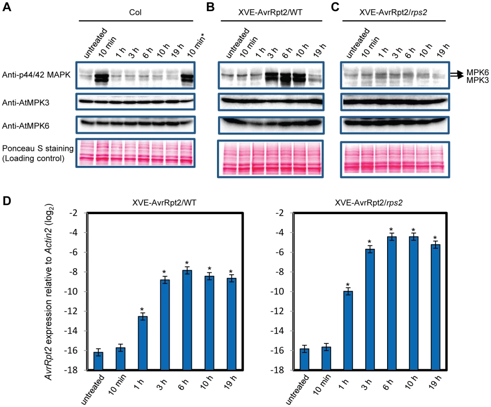 MAPK activation is sustained in ETI but transient in PTI.