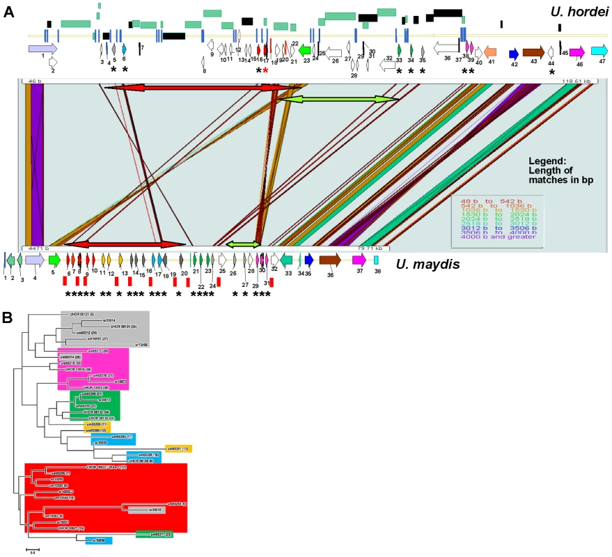 Comparison of the <i>UhAvr1</i> loci in the parental strains and to the syntenous <i>U. maydis</i> cluster of effectors.