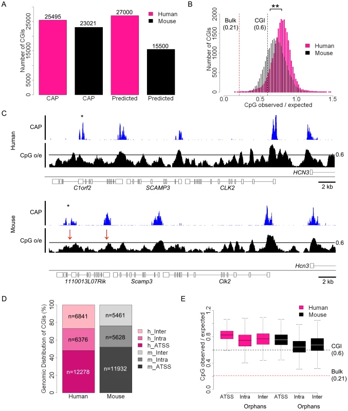 Similar numbers of CGIs in humans and mice, but differing CpG densities.
