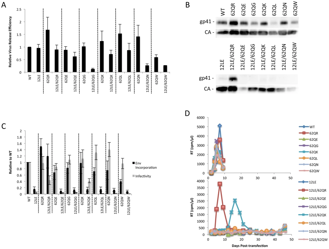 Vertical scanning of MA residue 62 to determine effects on Env incorporation and ability to rescue Env-incorporation-defective mutants.