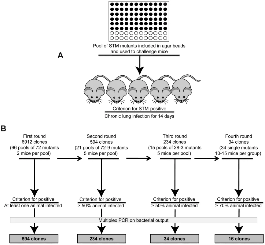 Implementation of the Pos-STM screening.