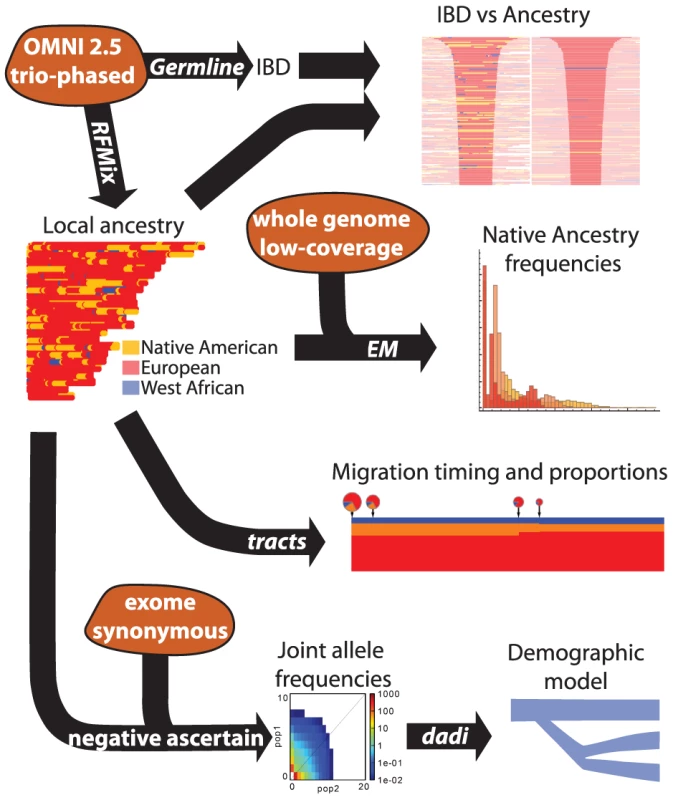 Schematic of the data and analysis pipelines used in this article.