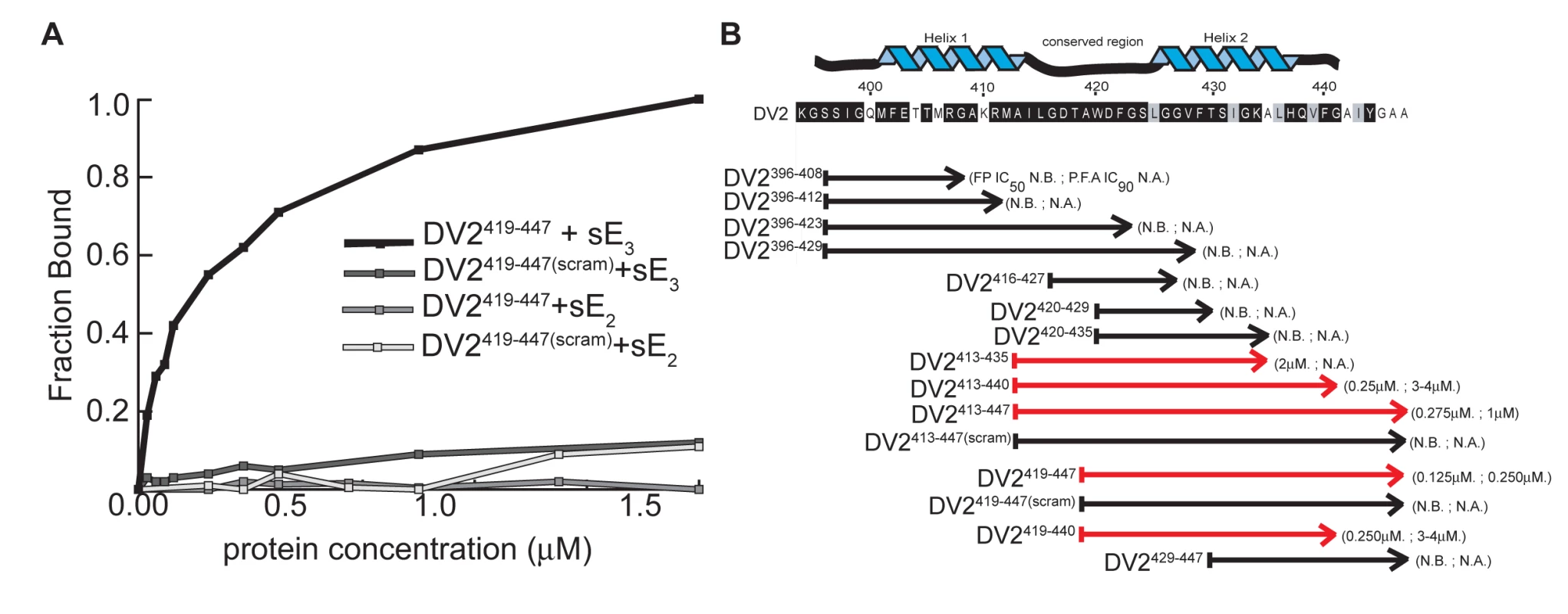 Binding and affinities of stem-derived peptides with DV2 sE(1–395) and inhibition of DV2 infectivity.