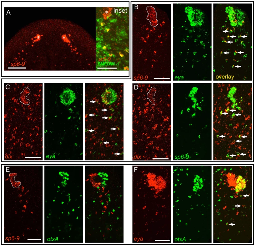 A population of mesenchymal cells posterior to the eye during regeneration expresses optic cup transcription factors.