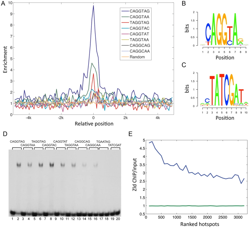 Conserved TAGteam motifs are differentially enriched in Zld-bound regions.