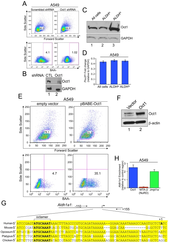 Oct1 controls the Aldefluor<sup>HI</sup> population in human tumor cell lines.