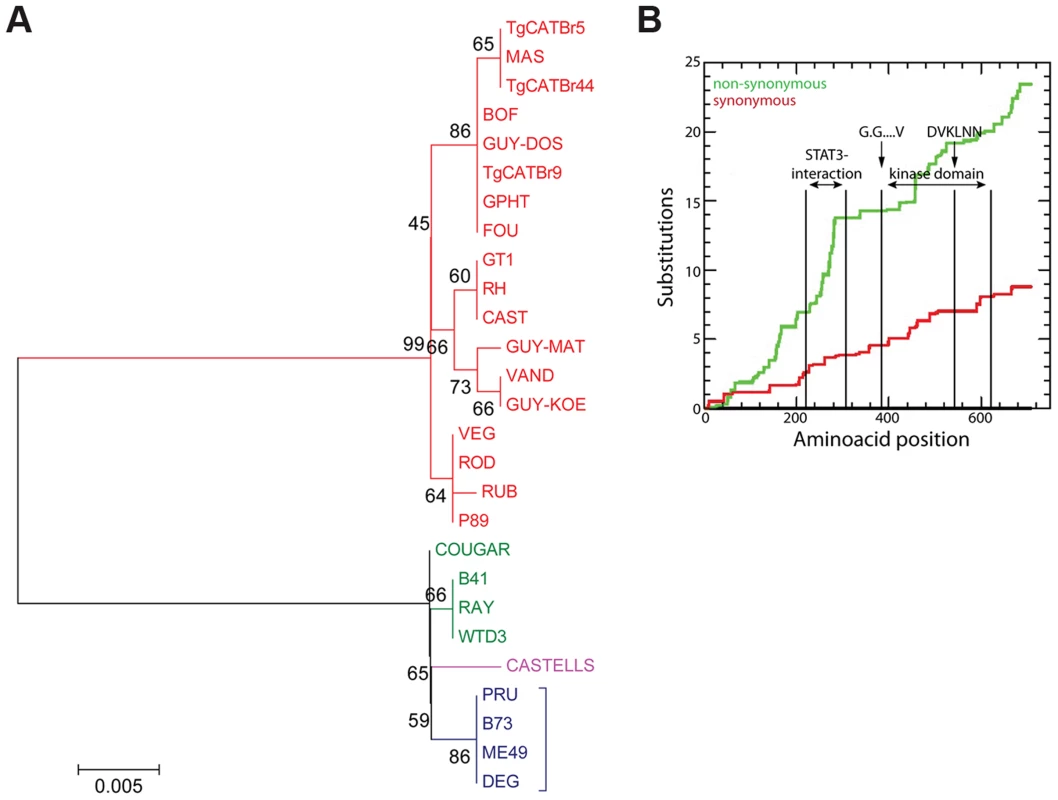 Evolutionary analysis of ROP16.