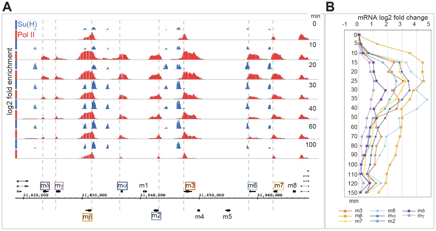 Rapid and transient recruitment of Su(H) and Pol II to genes in the <i>E(spl)</i> complex.