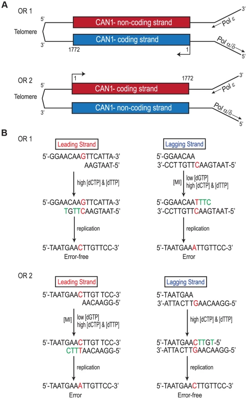 Strand Assignment Model.