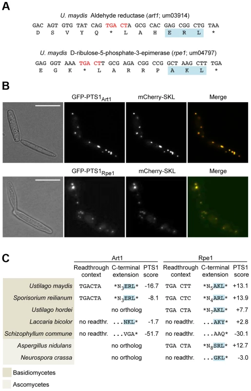 Peroxisomal targeting of NADH-dependent aldehyde reductase Art1 and D-ribulose-5-phosphate-3-epimerase Rpe1 is conserved in fungi.