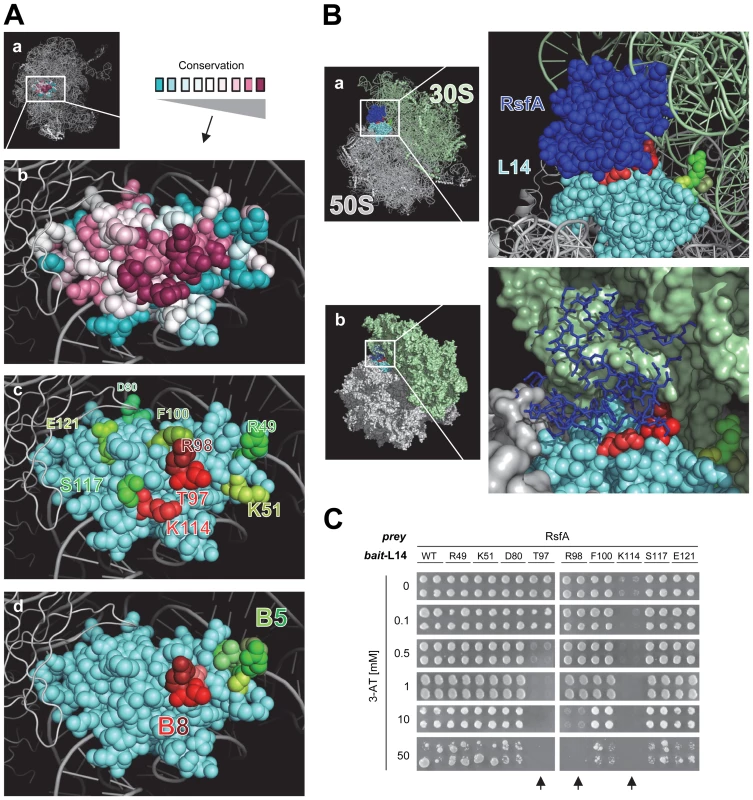 Mapping the RsfA binding site on ribosomal protein L14.