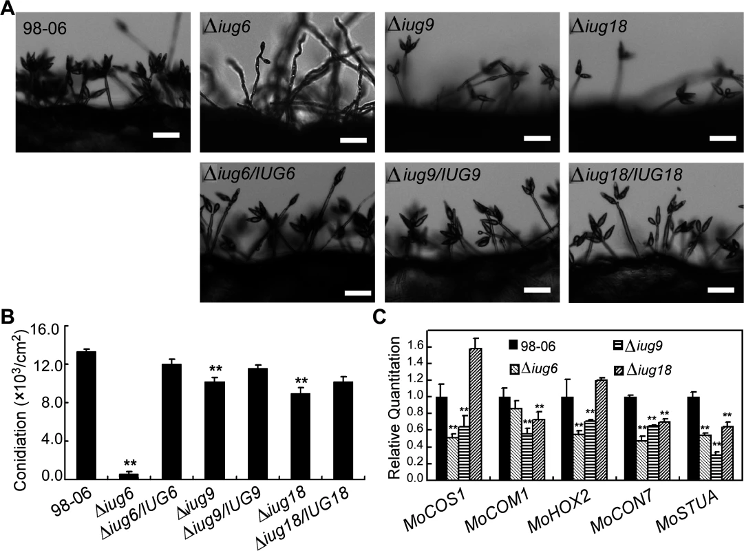 Disruption of <i>IUG</i> genes lead to reduced conidiation.