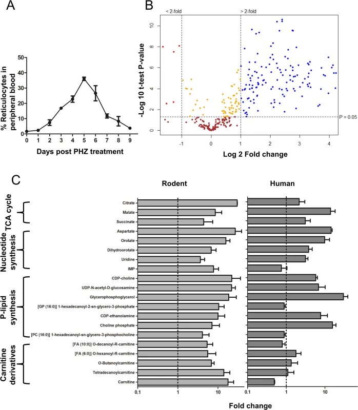 Comparison of Reticulocyte enriched Erythrocyte Population (REP) and wild type Erythrocyte Population (wtEP) reveals metabolite enrichment in rodent and human reticulocytes.