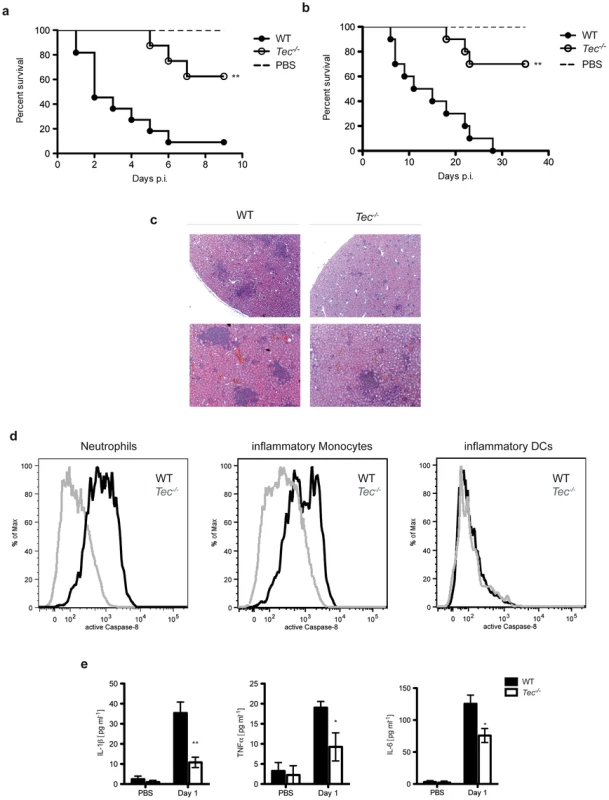 Tec-deficient mice are highly resistant to candidiasis.