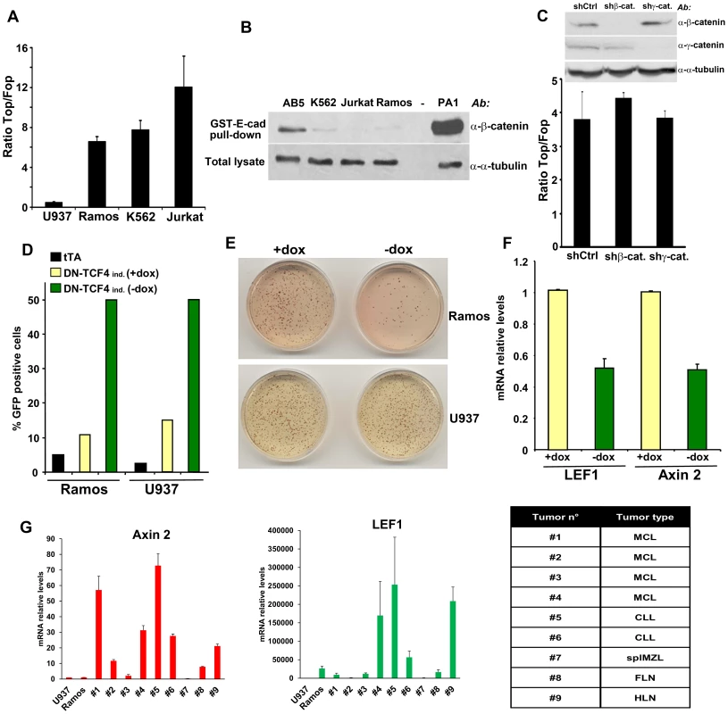 Constitutive TCF/LEF activity in hematopoietic tumor cells in the absence of β-catenin stabilization.