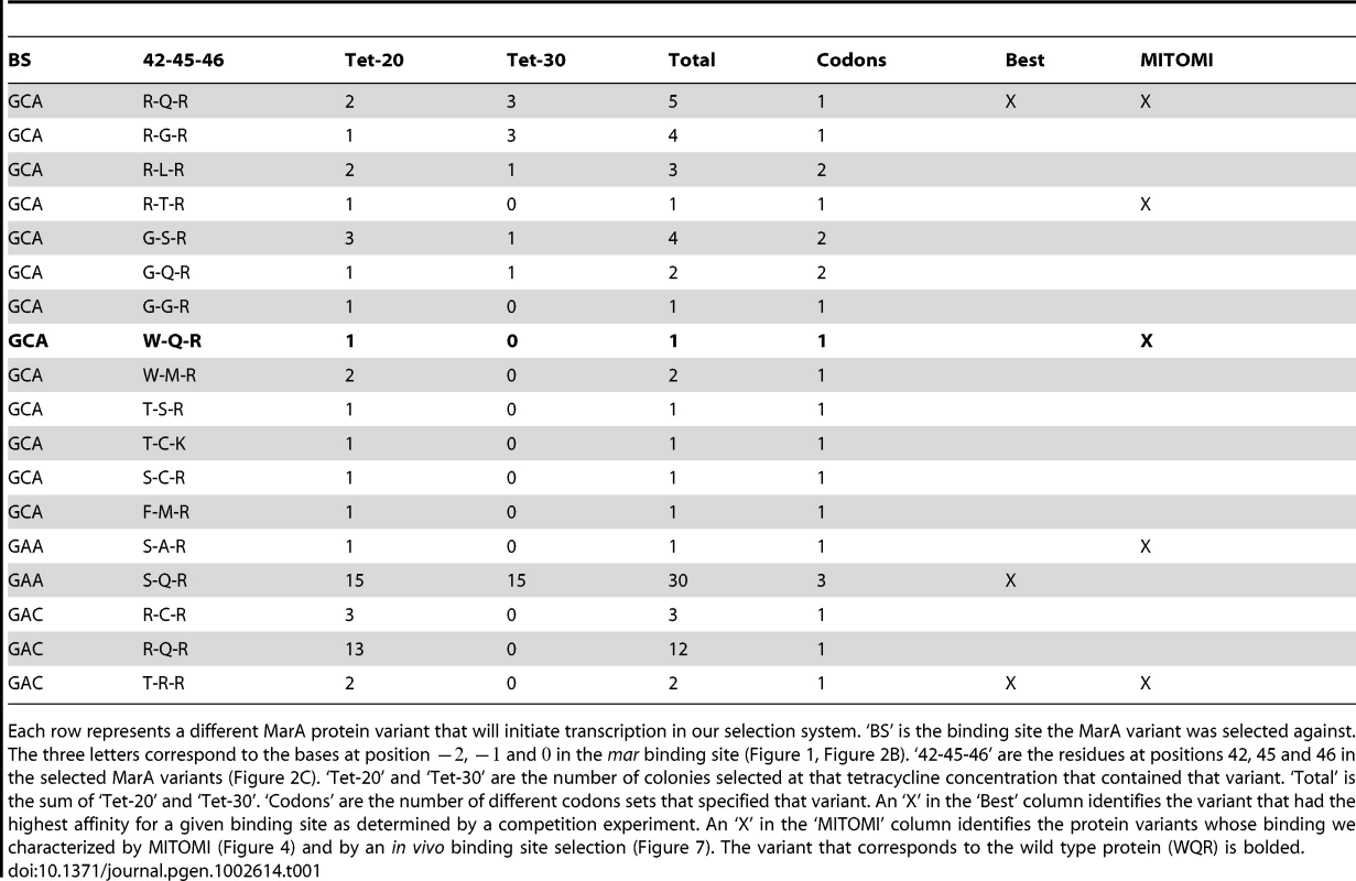Functional MarA binding domain variants selected against different binding sites.