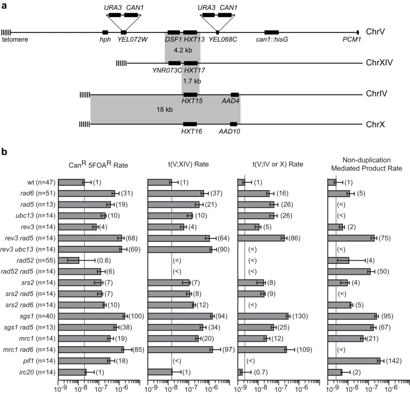 PRR defects result in increased rates of duplication-mediated translocations.
