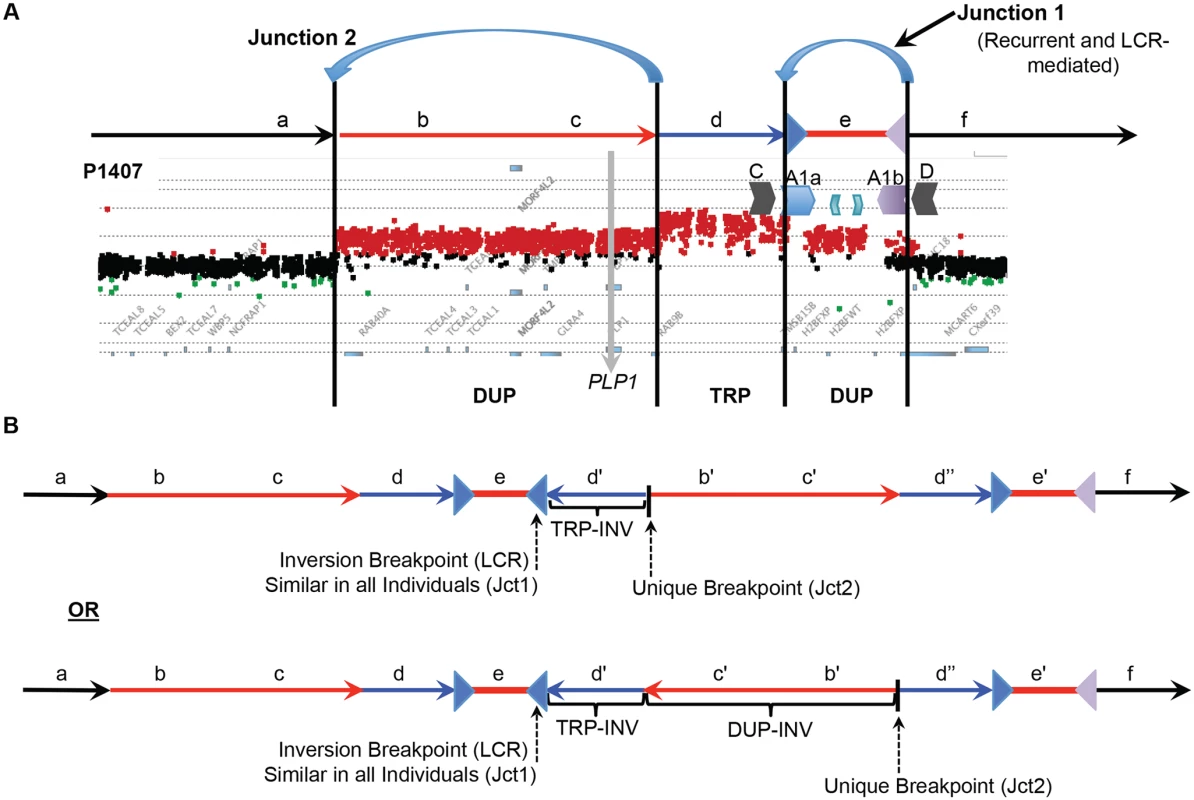 DUP-TRP/INV-DUP structures at the <i>PLP1</i> locus.