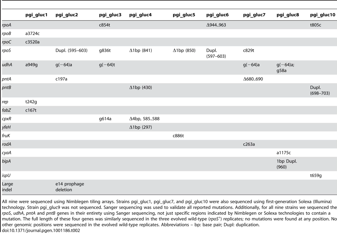 Mutations detected in clones isolated from nine of the ten evolved Δ<i>pgi</i> strains isolated after 50 days of adaptive evolution.