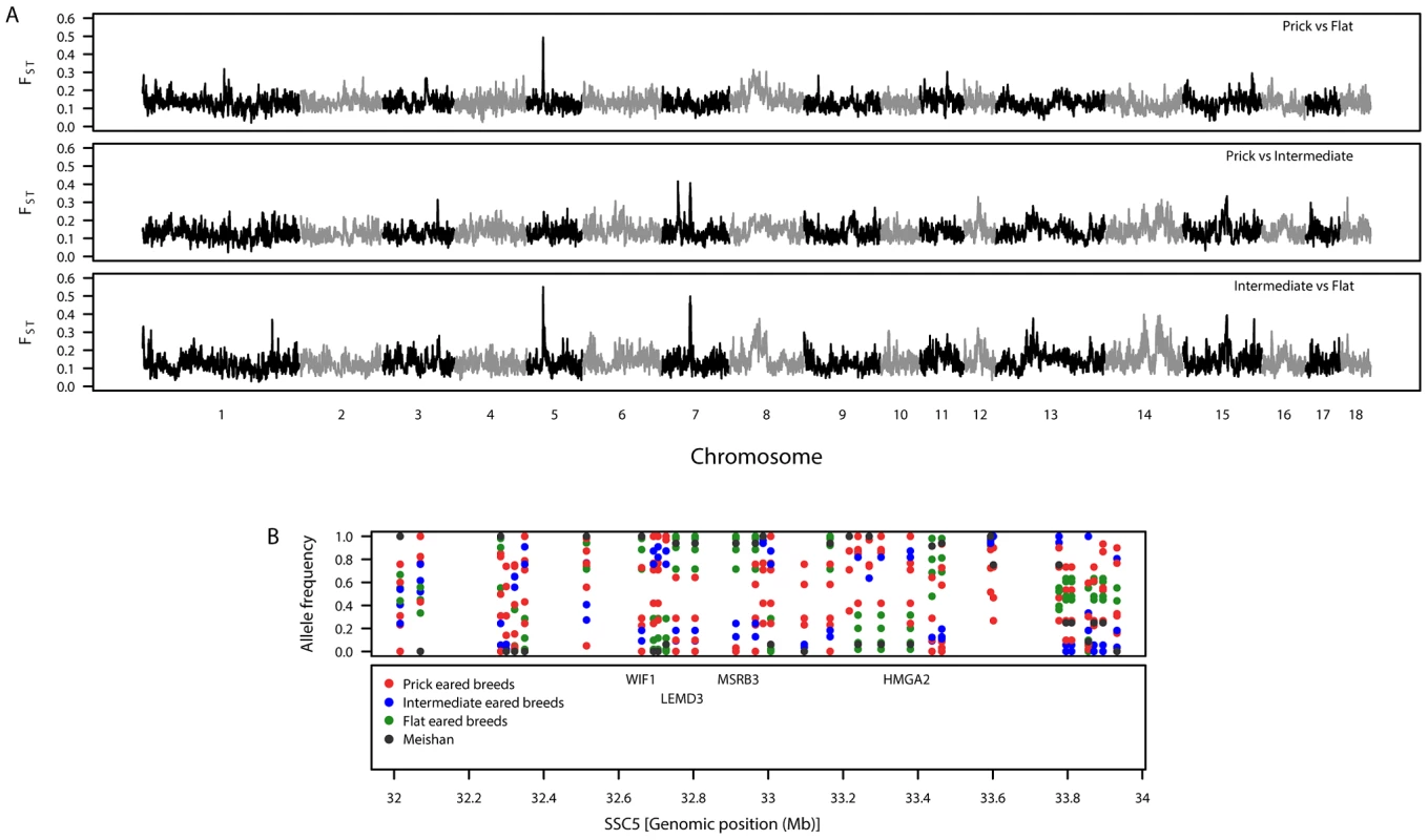 Patterns of genetic variation associated with pig ear phenotypes.