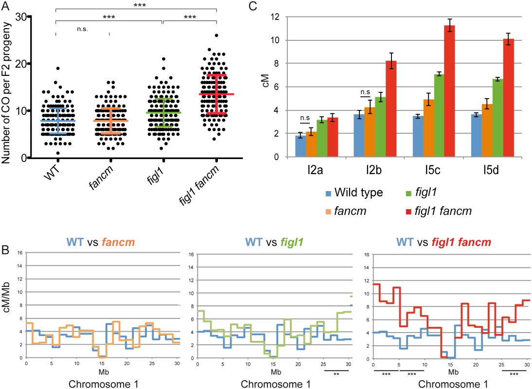 The effect of <i>figl1</i> and <i>fancm</i> on recombination in hybrids.