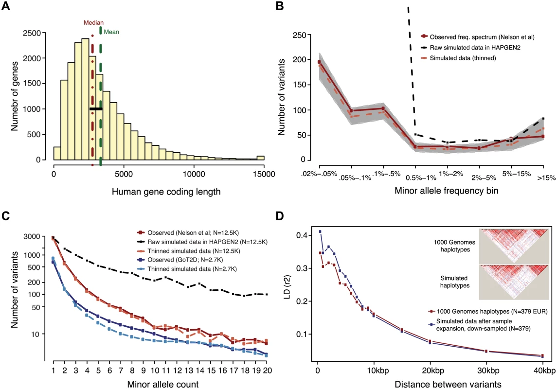 Generation of simulated genotype data at human gene loci in large sample sizes with HAPGEN2.