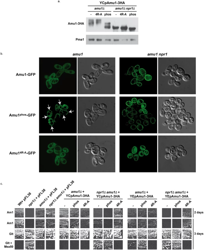 The phosphorylation state of Amu1 governs its localization and the integrity of the conserved motif is required for appropriate localization and inhibition function of the protein.