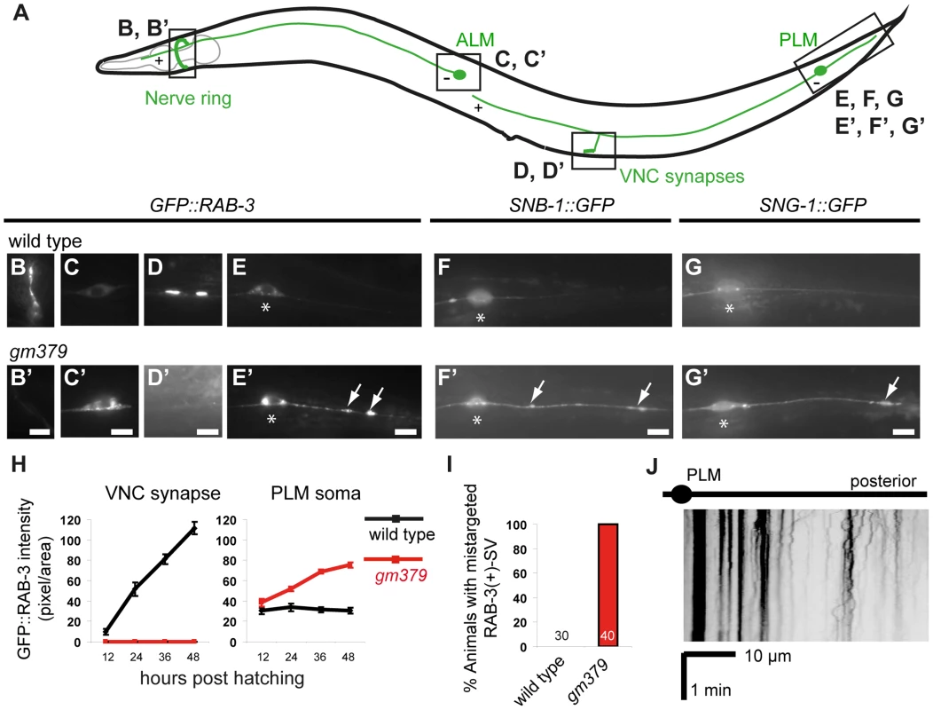Synaptic vesicle mistargeting and transport defects in the <i>gm379</i> mutant.