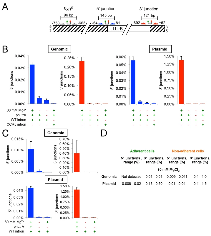 The group II intron Ll.LtrB can retrohome into genomic and plasmid target sites in human cells after addition of Mg<sup>2+</sup> to the cell culture medium.