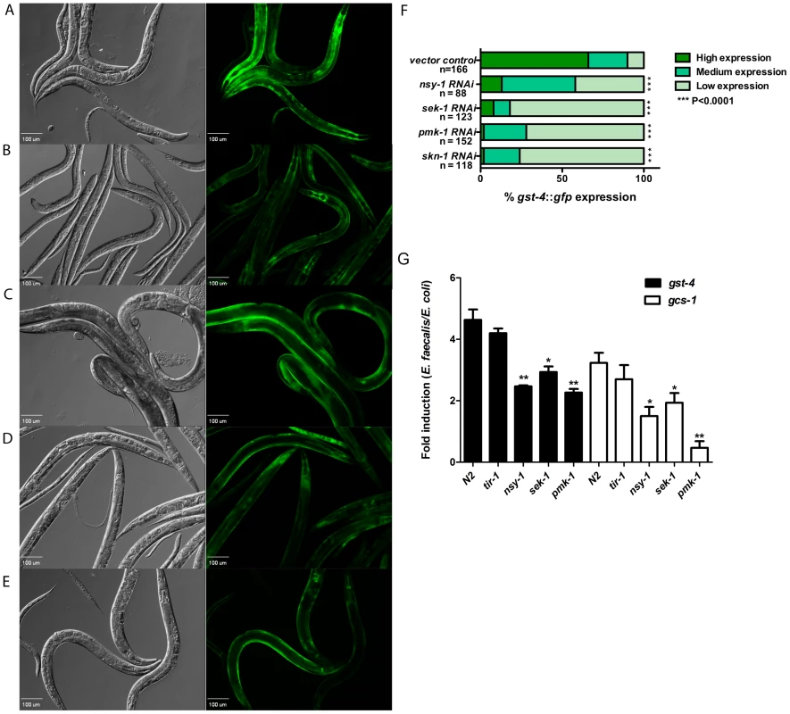 Activation of SKN-1 in response to pathogens is dependent on the p38-MAPK pathway.