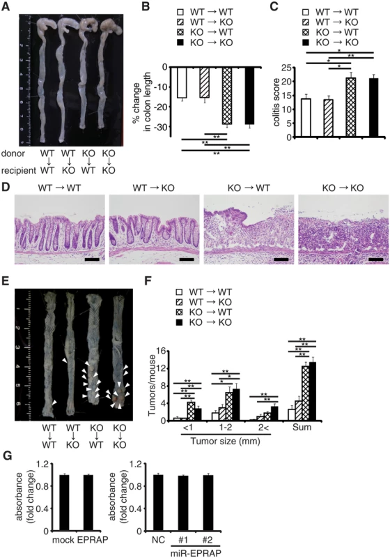 EPRAP in bone marrow–derived cells attenuates colitis and colitis-induced tumorigenesis.