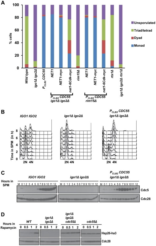 Absence of Cdc55 suppresses the gametogenesis- and quiescence- entry defect of endosulfine mutants.