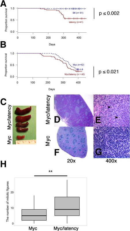 Augmented tumorigenicity by cooperation of KSHV latency locus and Myc.