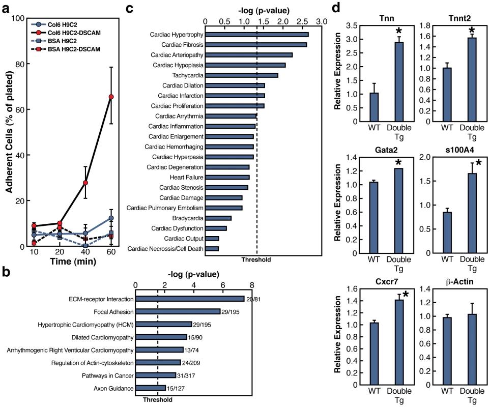 DSCAM and COL6A2 enhance cell adhesion and induce transcriptional changes.