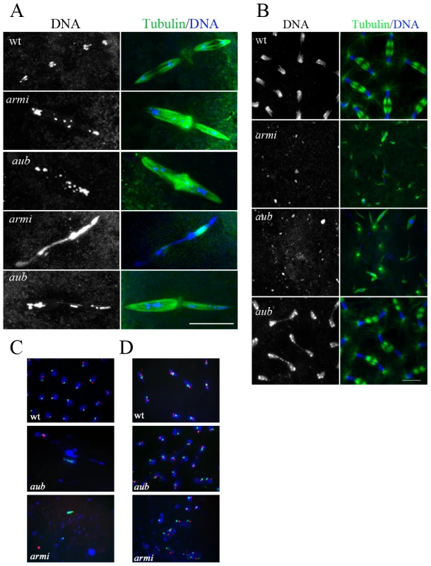 Chromatin organization in piRNA mutant embryos.