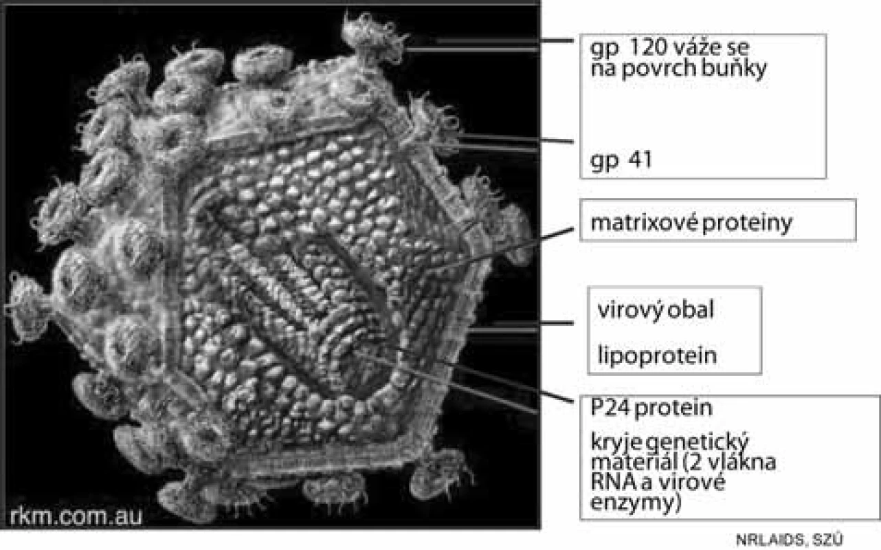 Schematický obrázek HIV
Fig. 4. Schematic representation of HIV